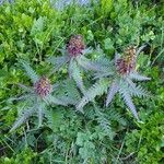 Pedicularis recutita Лист