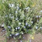 Barleria volkensii Habit