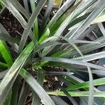 Ophiopogon planiscapus 葉