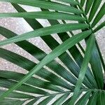 Howea forsteriana Hoja