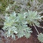 Artemisia thuscula Leaf