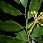 Guatteria dolichopoda Fruit