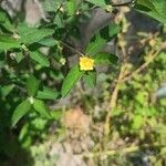 Sida rhombifolia Blatt