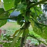 Brugmansia × candida Kaarna