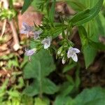 Houstonia purpurea Kwiat