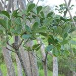 Cussonia thyrsiflora Leaf