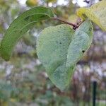 Malus hupehensis Leaf