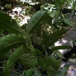 Hirtella triandra অভ্যাস