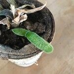 Gasteria pillansiiFolio