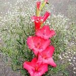 Gladiolus communis Floro