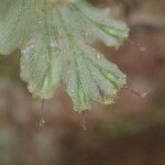 Trichomanes erosum Folha
