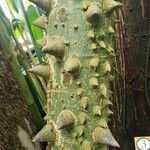 Ceiba speciosa പുറംതൊലി