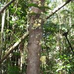 Syzygium cormiflorum Bark