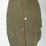 Miconia phaeophylla Altro