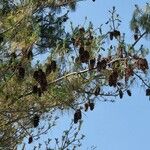 Pinus lambertiana ᱮᱴᱟᱜ