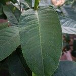 Citrus medica ഇല