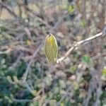 Viburnum buddleifolium পাতা