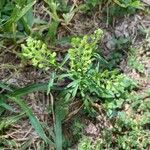 Lepidium virginicum Ovoce