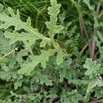 Salvia columbariae Blatt