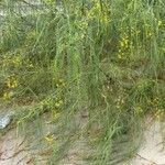 Parkinsonia aculeata Habit