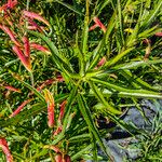 Lobelia laxiflora Folha