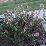 Salvia sclarea برگ