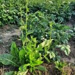 Nicotiana quadrivalvis Fulla