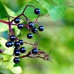 Sambucus nigra Fruit