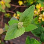 Hypericum androsaemum Ліст