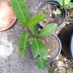Passiflora laurifolia Blad