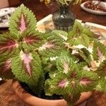 Coleus scutellarioides Foglia