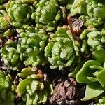 Saxifraga exarata Hoja