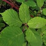 Rubus discolor برگ