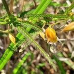 Chamaecrista mimosoides Hoja