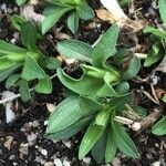 Symphyotrichum novae-angliae Leaf