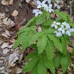 Cardamine heptaphylla花