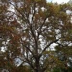 Platanus occidentalis Habitat