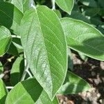 Salvia discolor Feuille