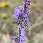 Lavandula pinnata Flower