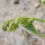 Anisosciadium orientale Likasa