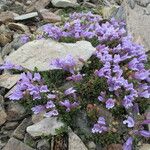 Penstemon davidsonii Habitus