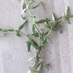 Oldenlandia corymbosa Φύλλο