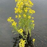 Tephroseris palustris Blomst