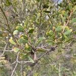 Leptospermum laevigatum Mbuma