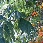 Castanospermum australe Blatt