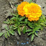 Tagetes erecta 花