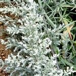 Artemisia ludoviciana Leht