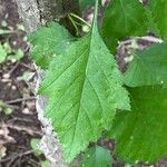 Crataegus viridis Levél