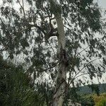 Eucalyptus globulus Hábito