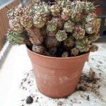 Euphorbia pseudoglobosa List